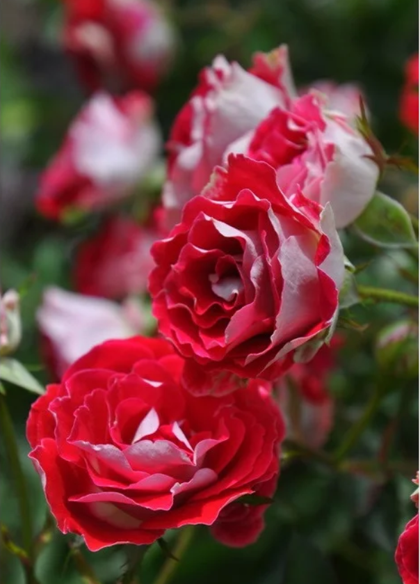 Ruby Ice