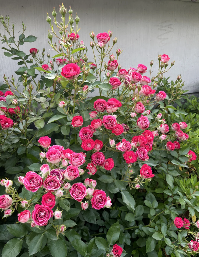 Ruby Ice