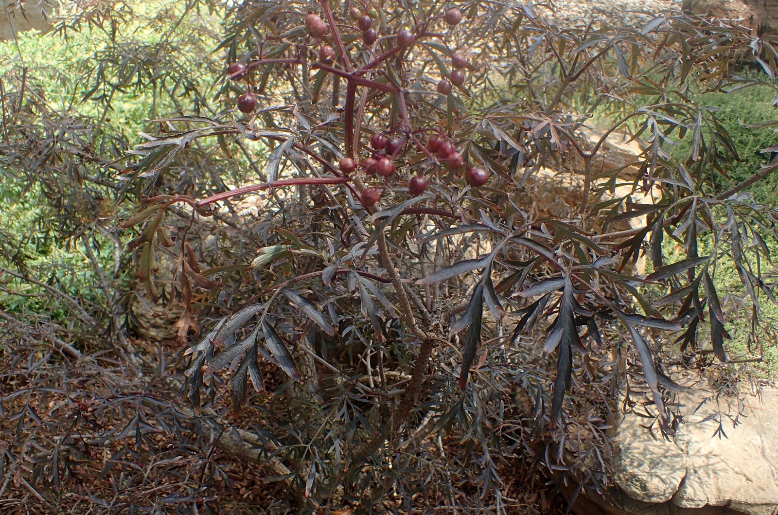 Sambucus nigra 'Eva'