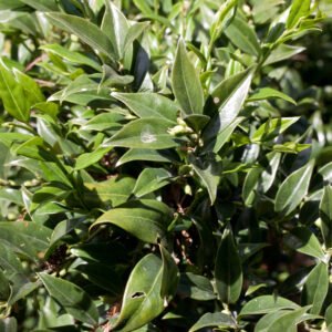 Sarcococca confusa