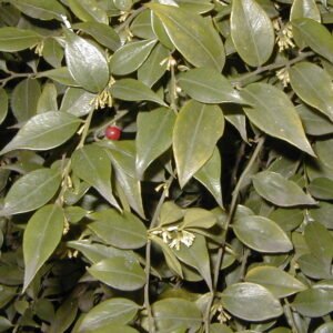 Sarcococca ruscifolia