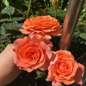 Saturnus King Terrazza 2Gal