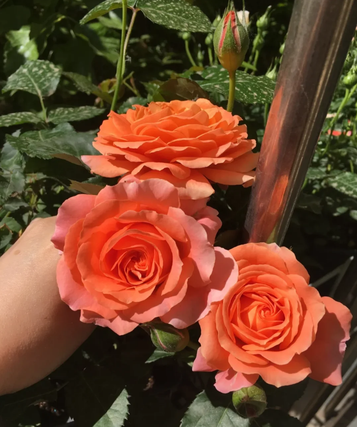 Saturnus King Terrazza 2Gal