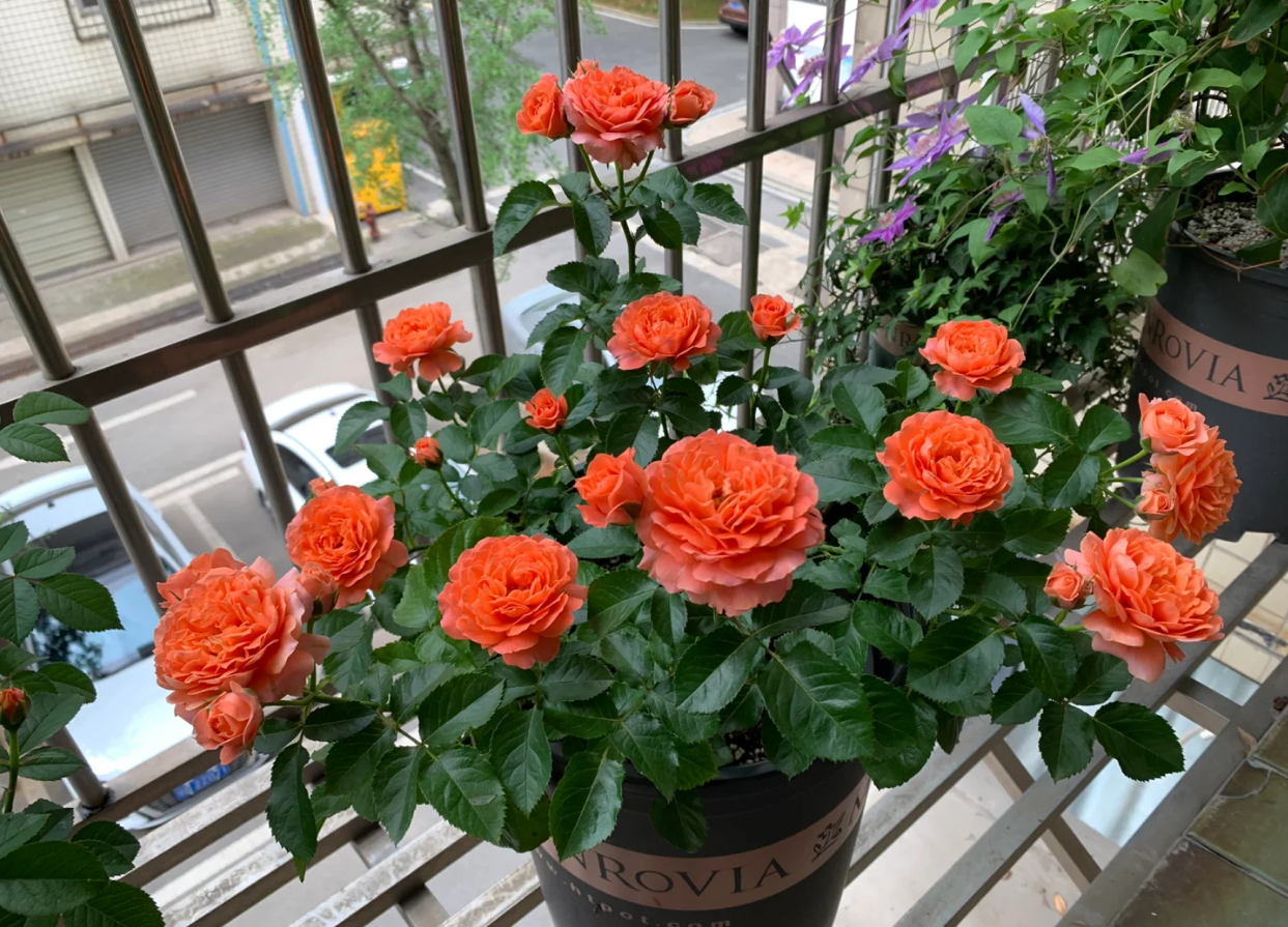 Saturnus King Terrazza 2Gal