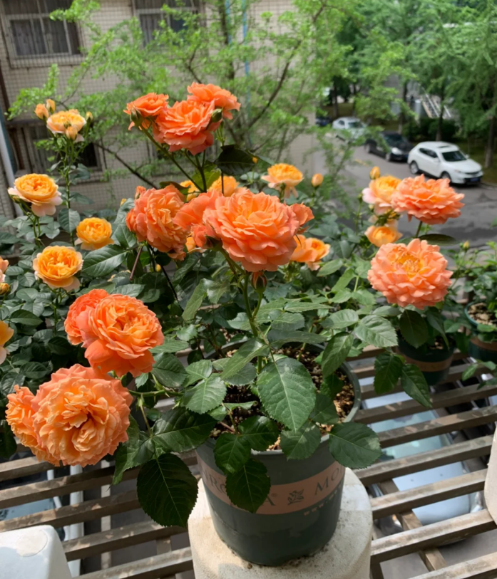 Saturnus King Terrazza 2Gal