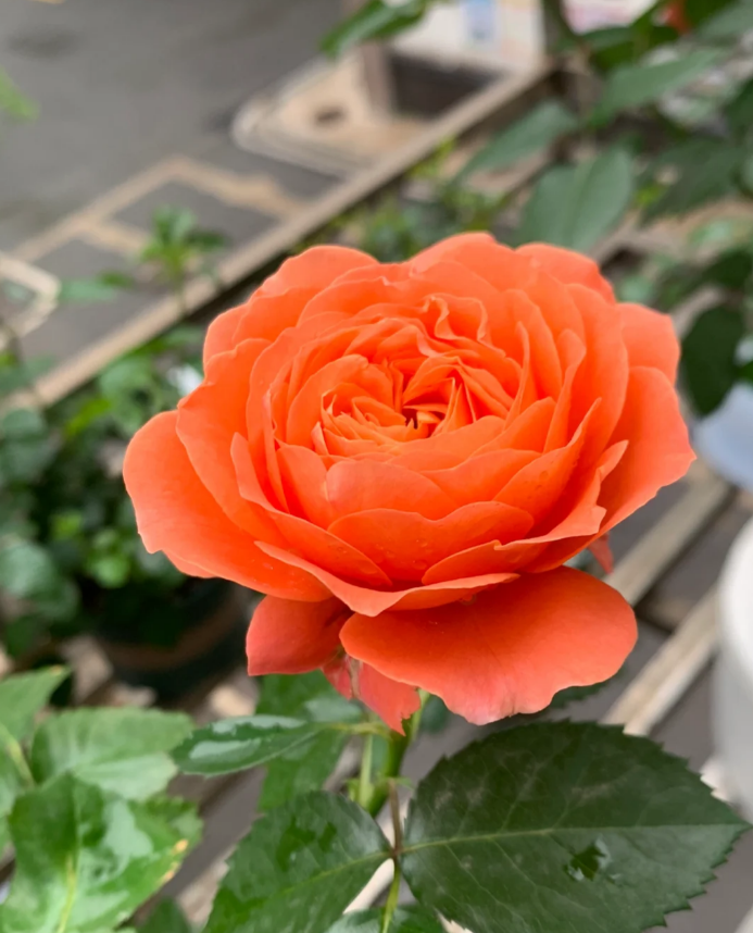 Saturnus King Terrazza 2Gal