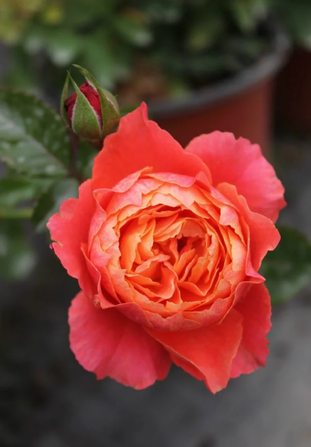 Saturnus King Terrazza 2Gal