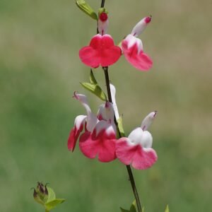 Salvia 'Hot Lips'