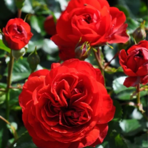 Scarlet Bonica