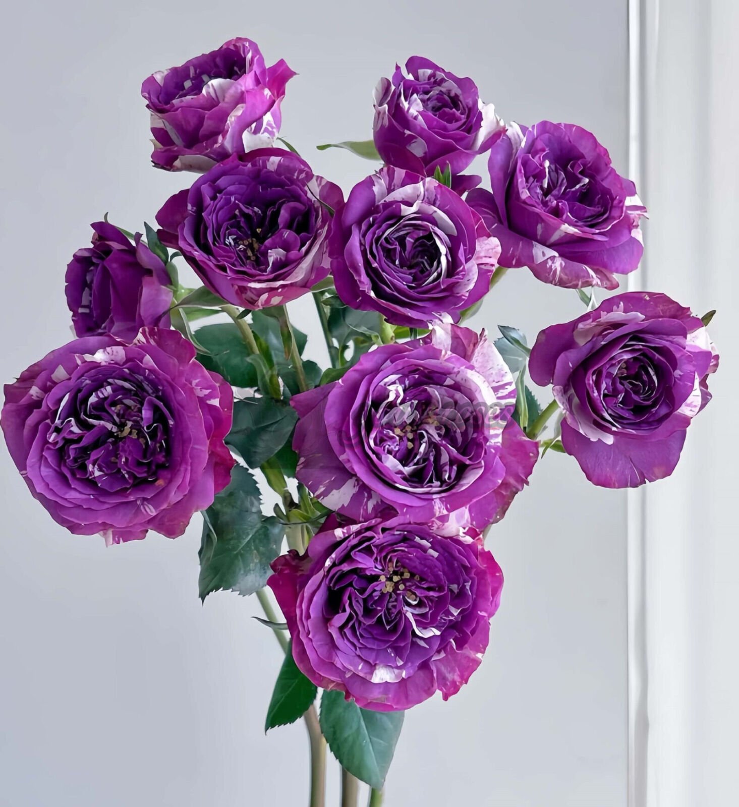 Scented Jewel