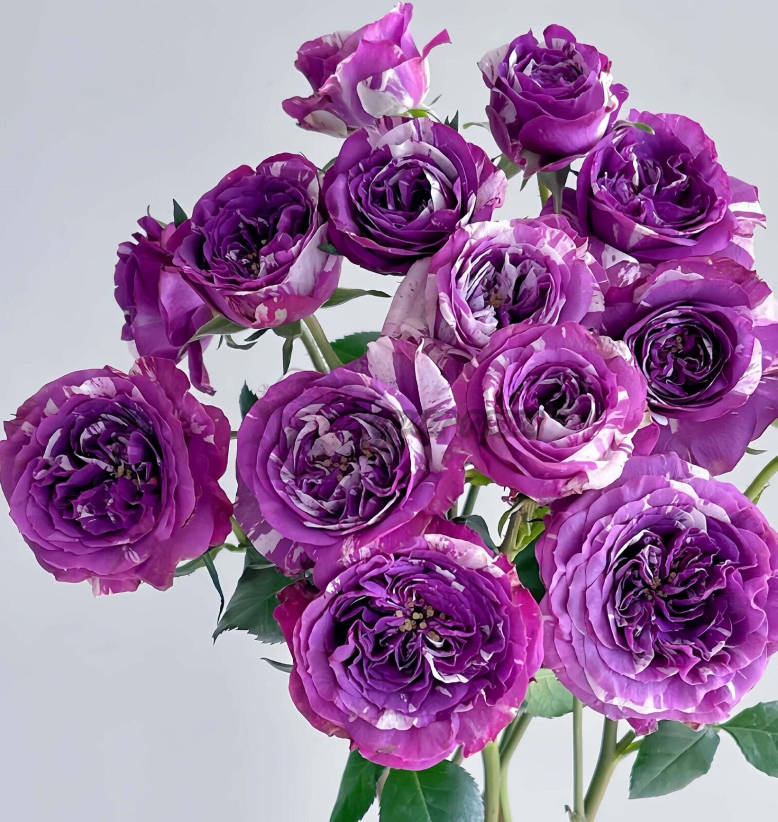 Scented Jewel