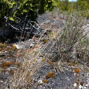 Schizachyrium 'Little Bluestem'