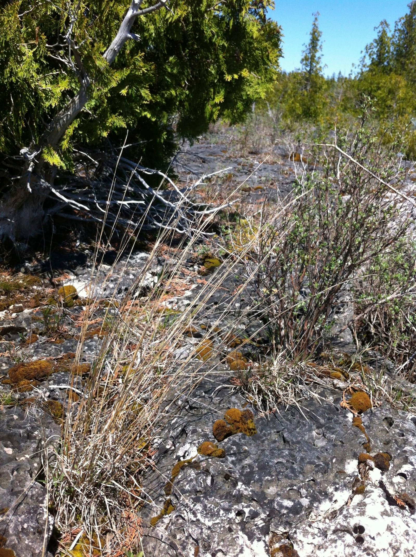 Schizachyrium 'Little Bluestem'