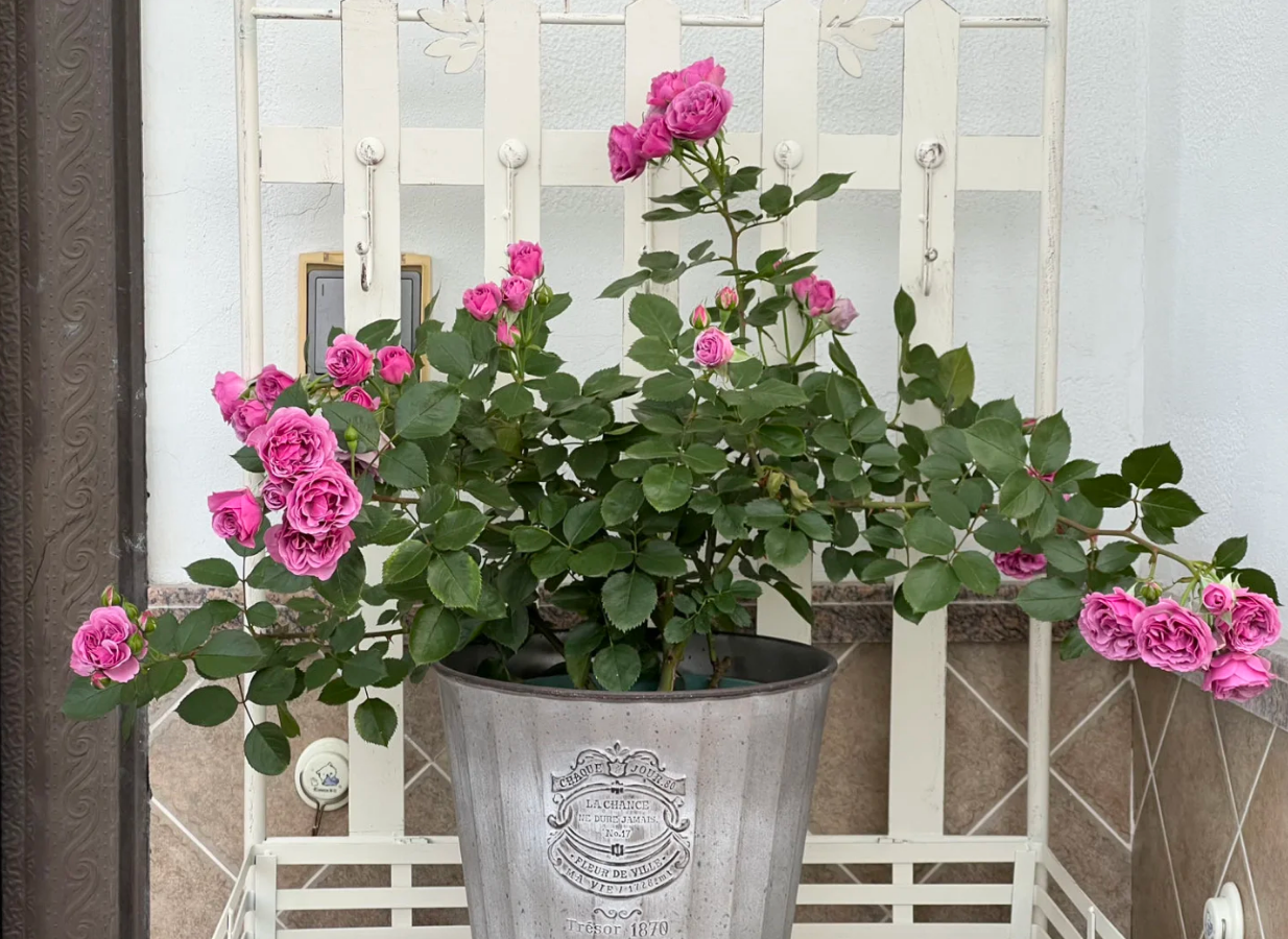 Shadow of the Moon 2Gal