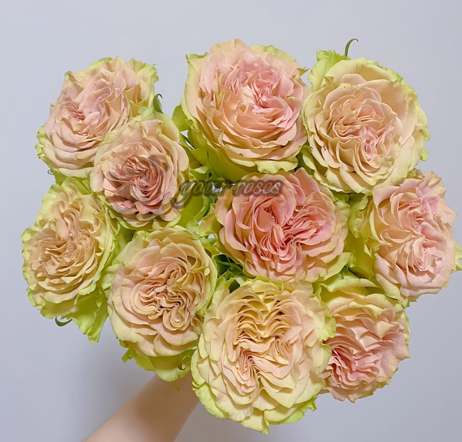 Shangguan wan’er