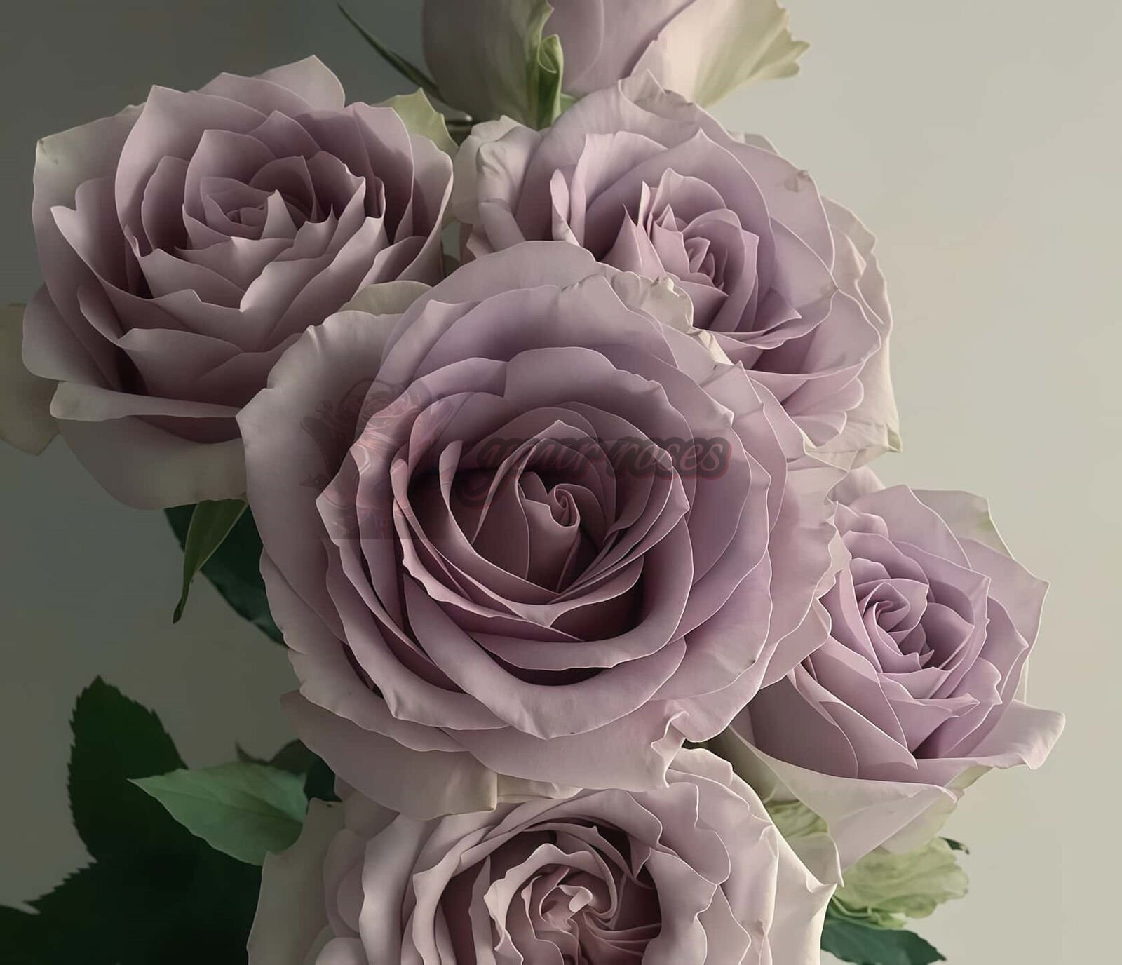 Silvery Light