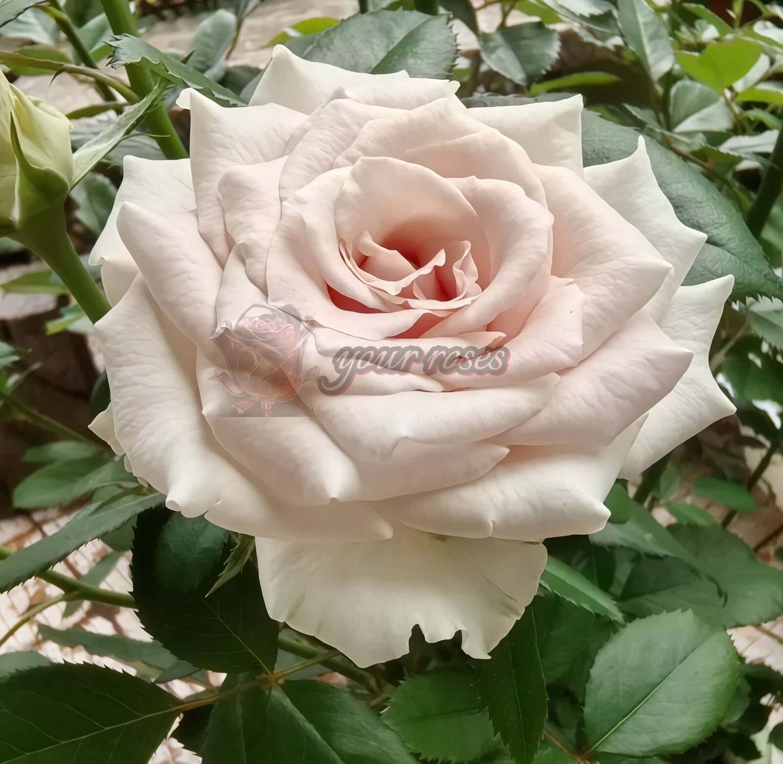 Silvery Light