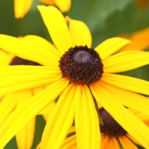 Rudbeckia 'Goldsturm'