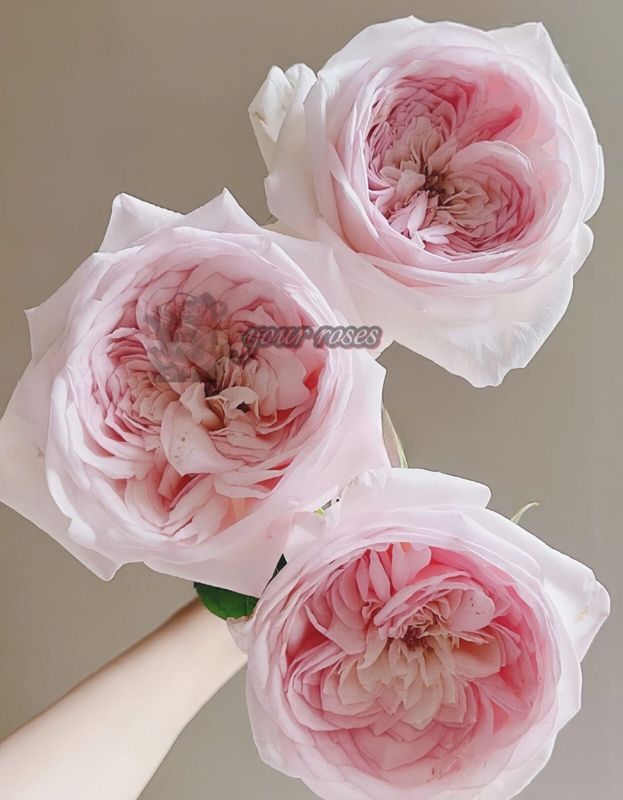Special Bride