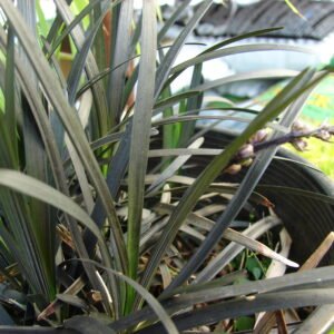 Ophiopogon 'Nigrescens'