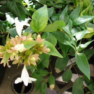 Abelia 'Kaleidoscope'
