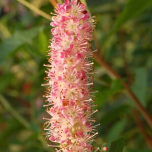 Clethra alnifolia 'Ruby Spice'