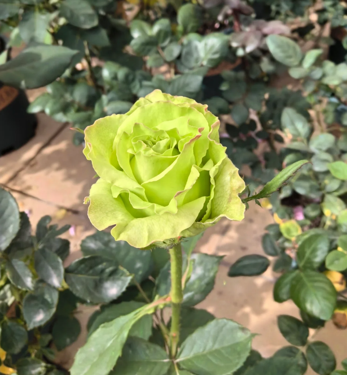 Super Green