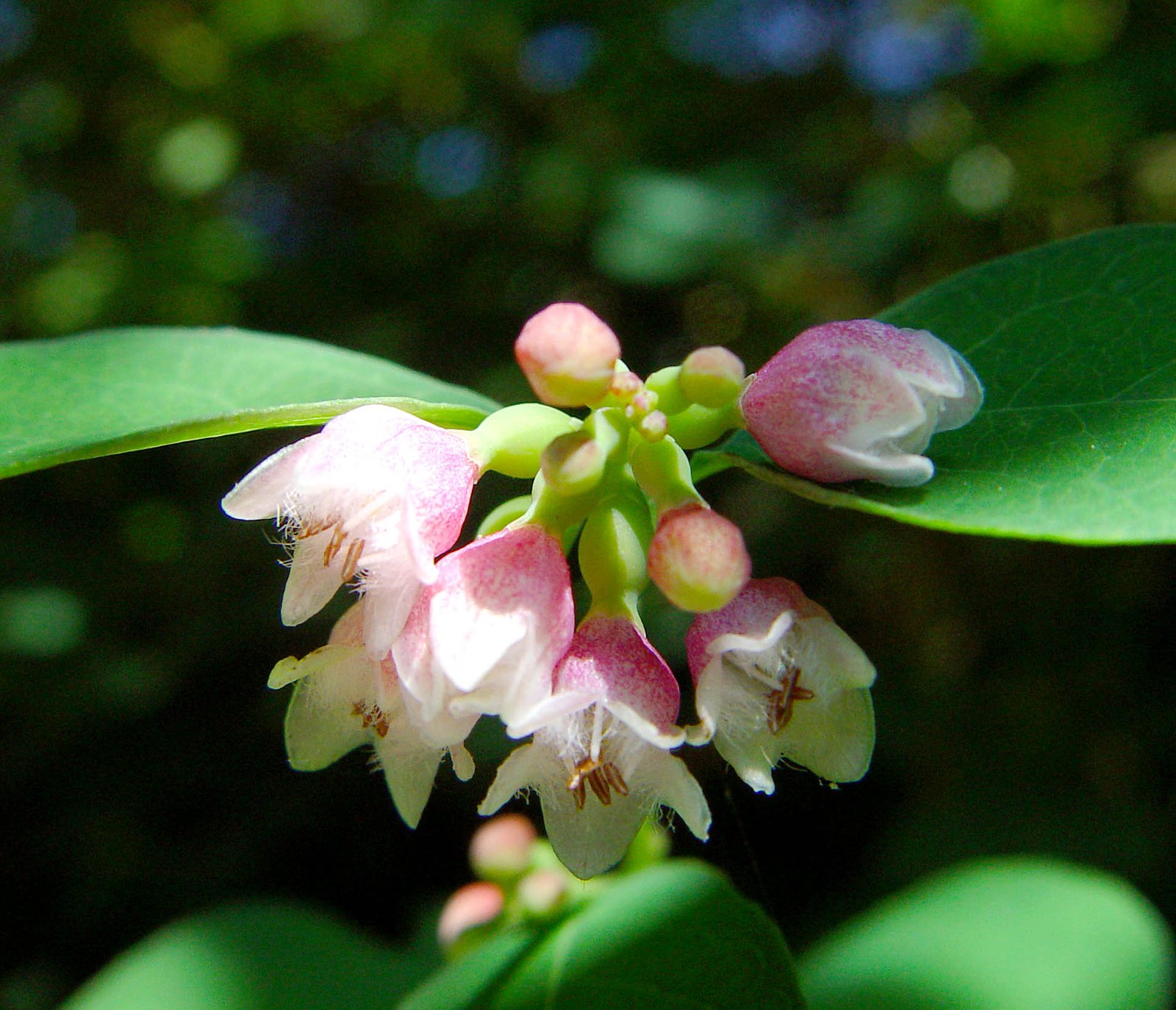 Symphoricarpos albus