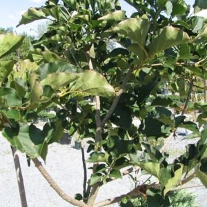 Syringa patula 'Miss Kim'