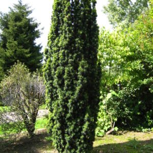 Taxus baccata 'Fastigiata'