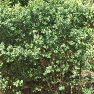 Taxus 'Hicksii'