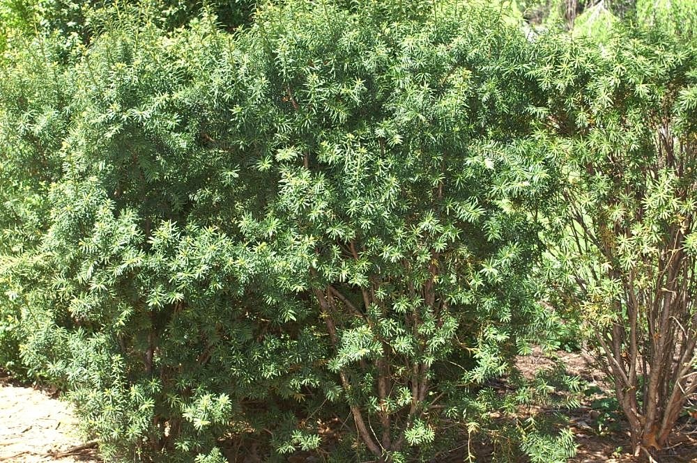 Taxus 'Hicksii'