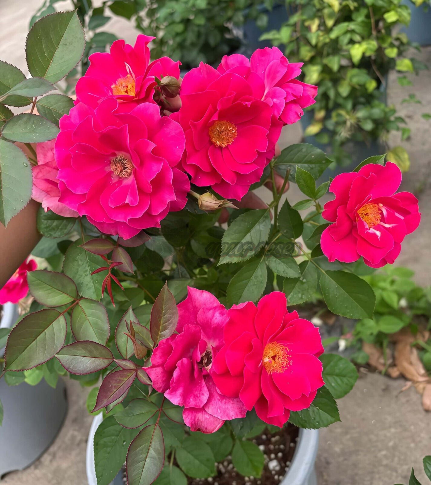 The Flowering Spirit Kurenai