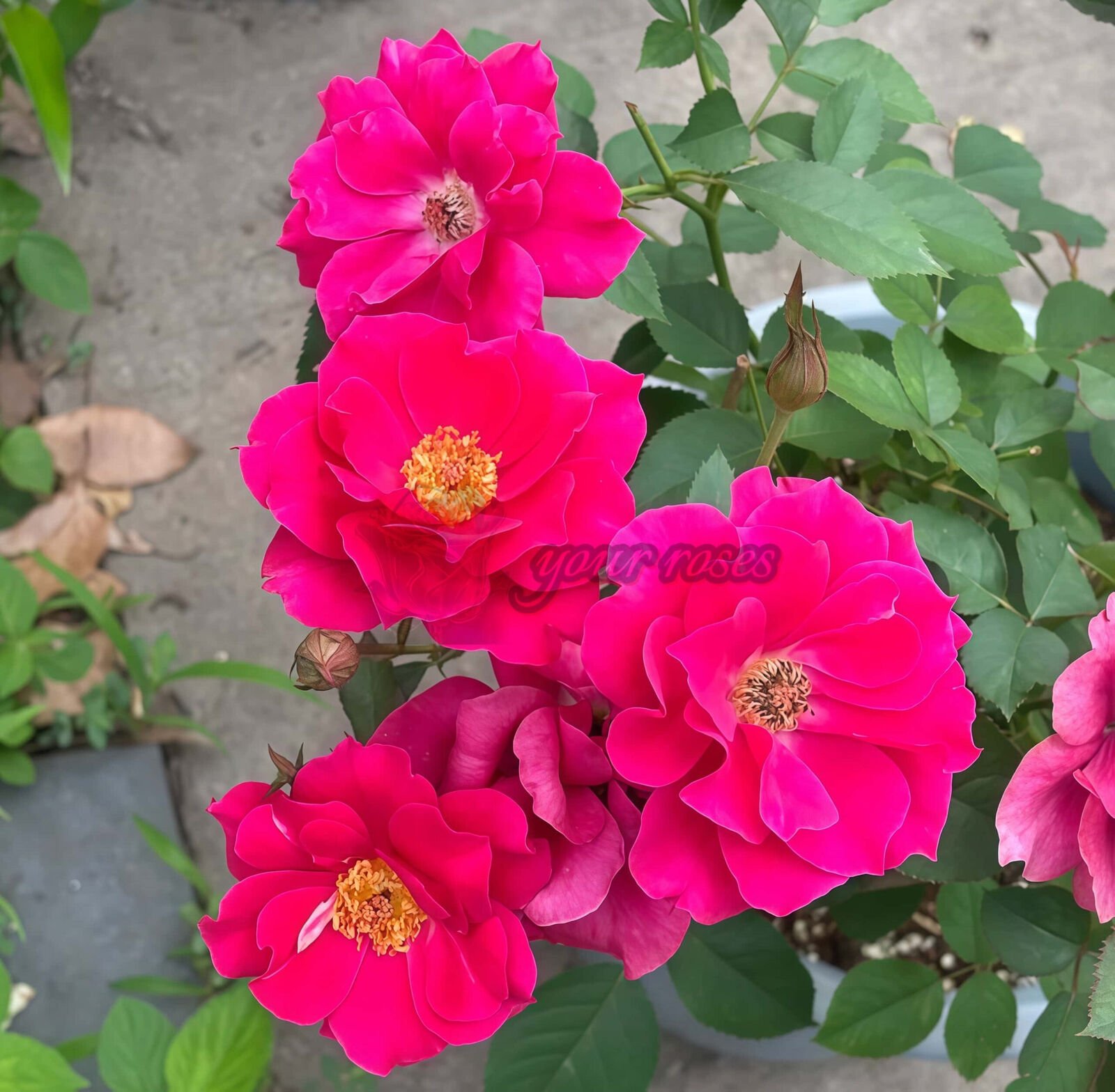 The Flowering Spirit Kurenai