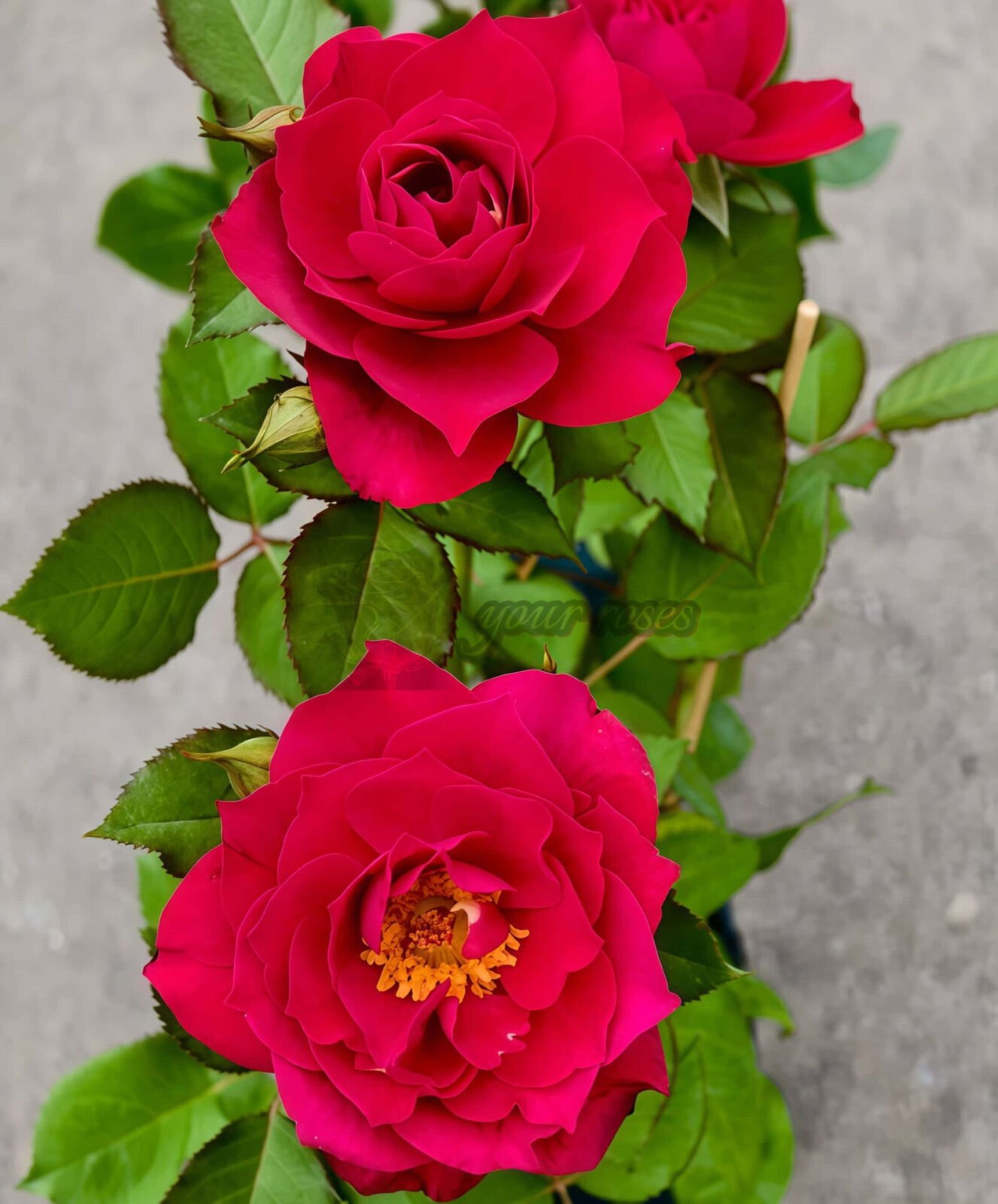 The Flowering Spirit Kurenai