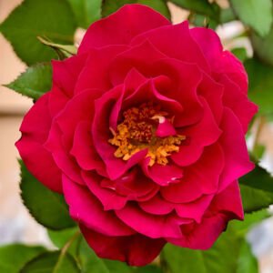 The Flowering Spirit Kurenai