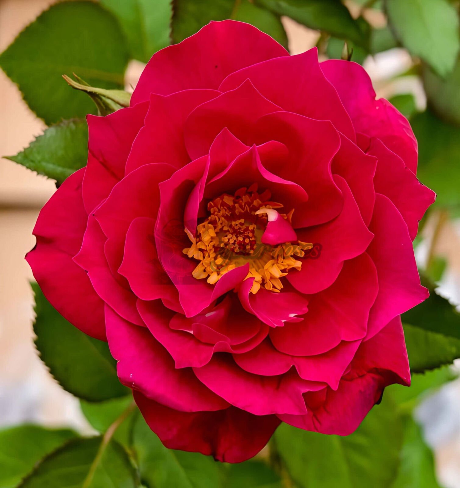 The Flowering Spirit Kurenai