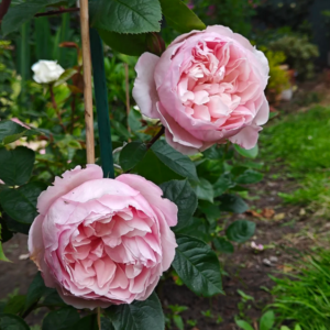 The Generous Gardener
