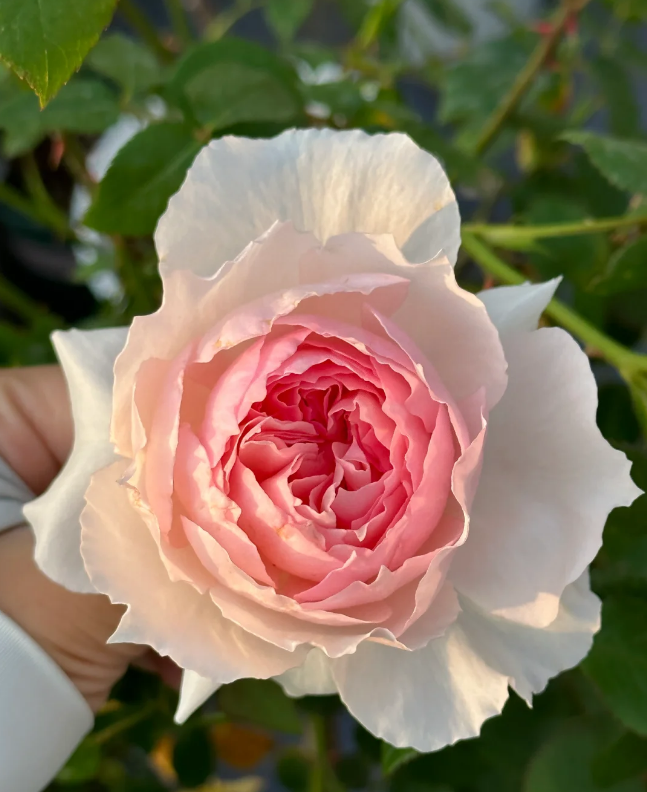 The Wedgwood