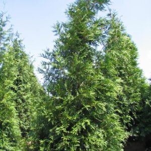 Thuja 'Green Giant'