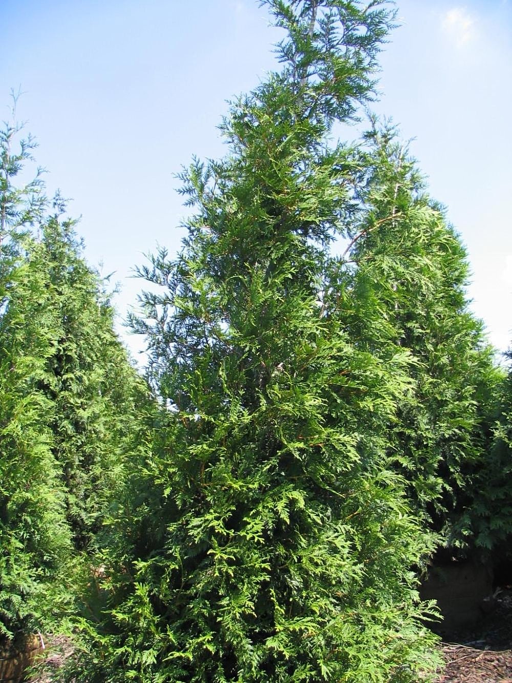 Thuja 'Green Giant'