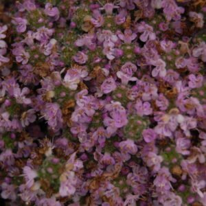 Thymus praecox 'Elfin'