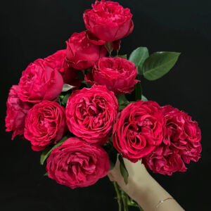 Traviata