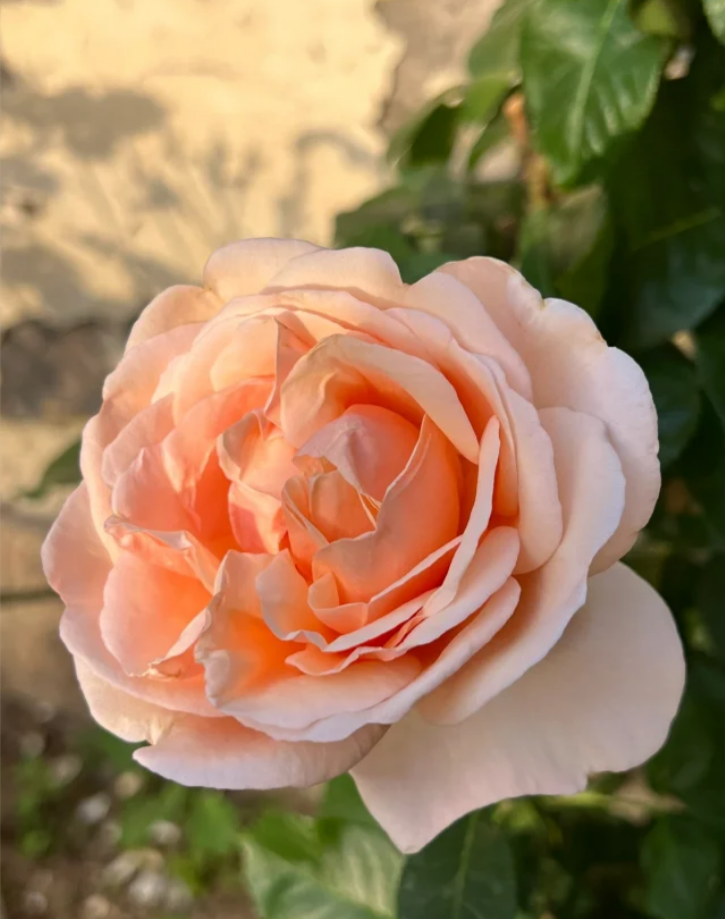 Tropicana