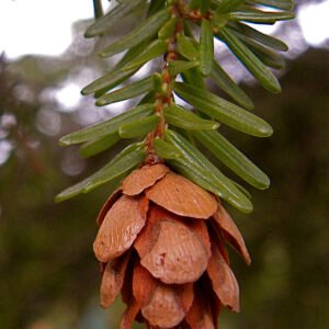 Tsuga heterophylla