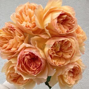 Tsukitohana l月亮之花