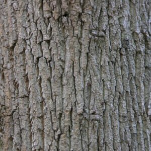 Liriodendron tulipifera