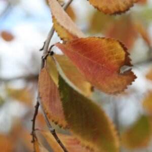 Ulmus 'Frontier Elm'