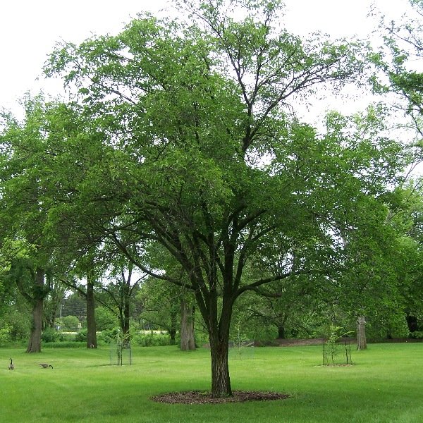 Ulmus 'Morton'