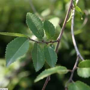 Ulmus parvifolia 'ALLEE'